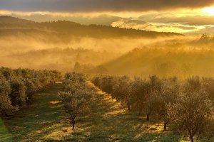 Domaine des Bergeries