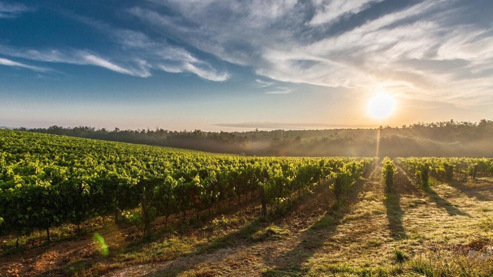 vignoble de bandol