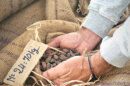 fèves de cacao chez Terrakoa à Marseille