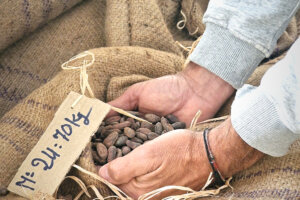 fèves de cacao chez Terrakoa à Marseille