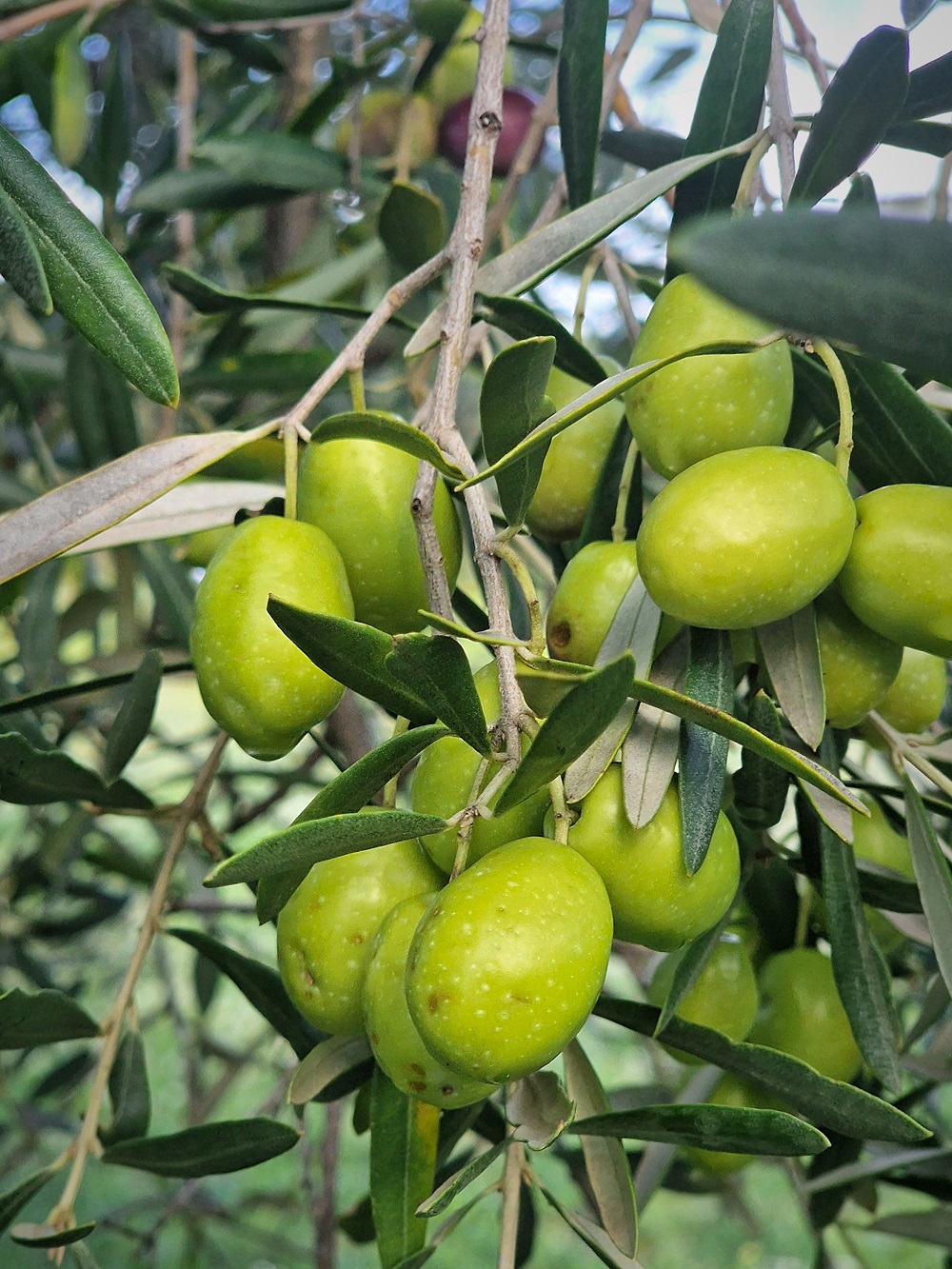 Les olives cultivées dans la vallée des Baux-de-Provence