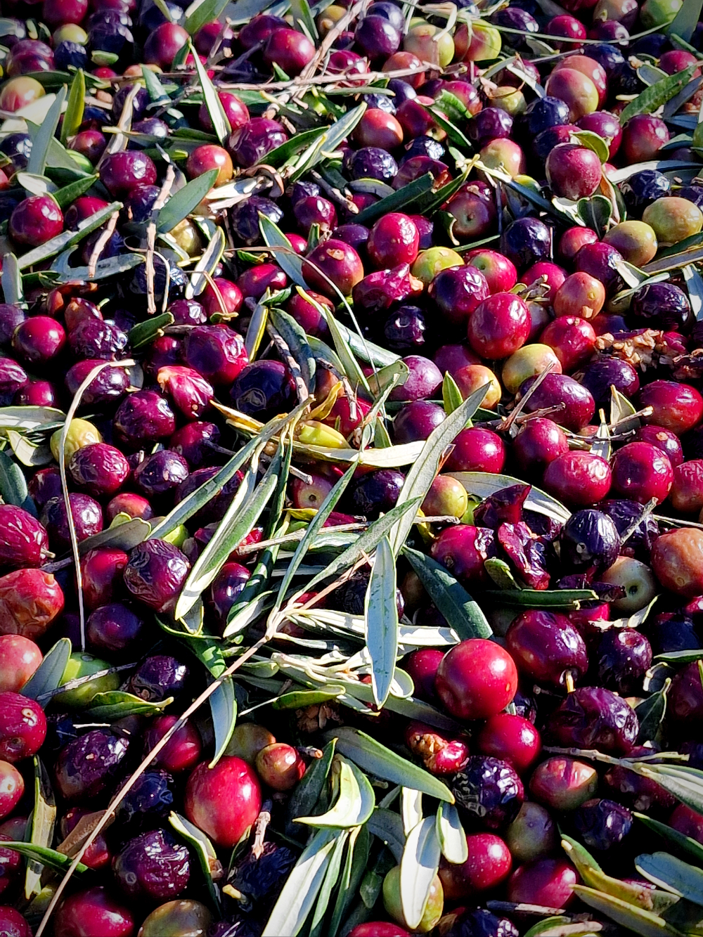 Les olives de la vallée des Baux-de-Provence
